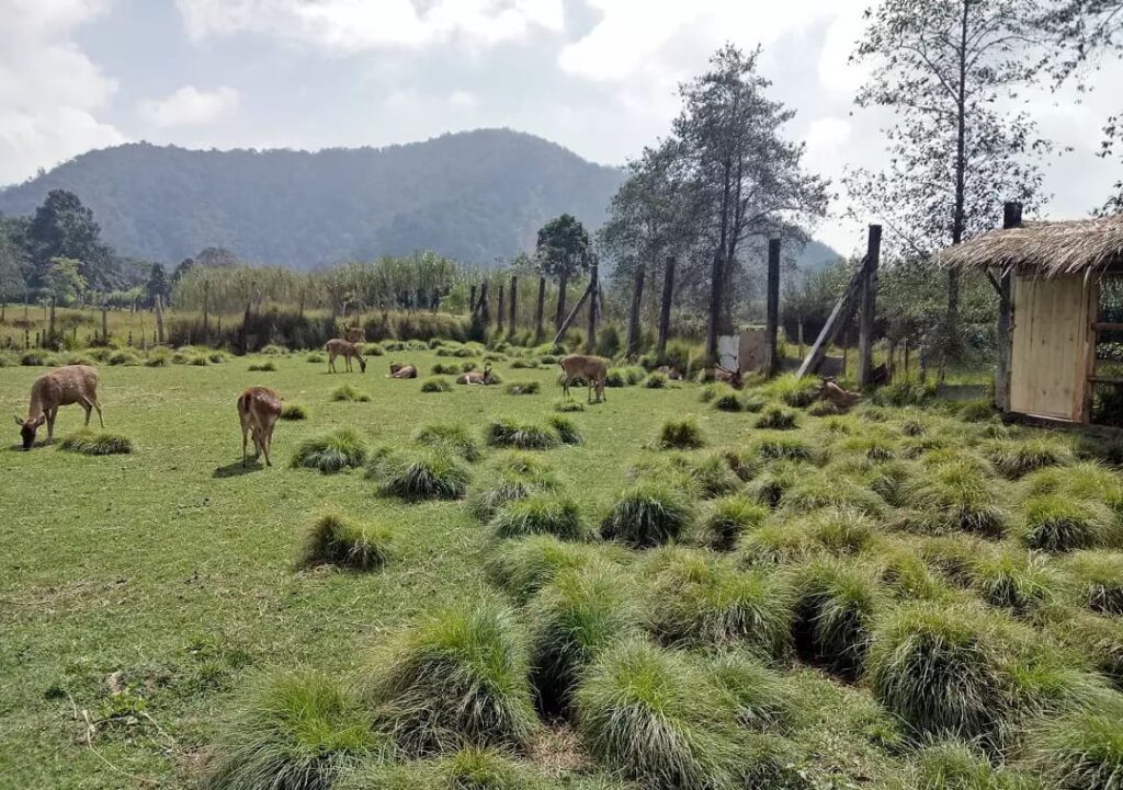 Penangkaran Rusa Ranca Upas Ciwidey